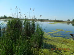 Phragmites australis