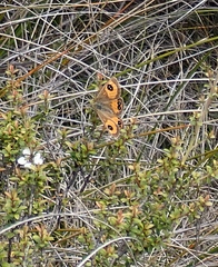 Argyrophenga janitae