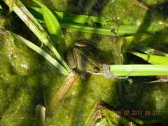 Pelophylax ridibundus