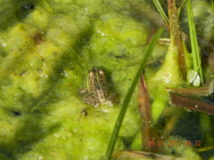 Pelophylax ridibundus