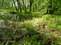 Thelypteris palustris