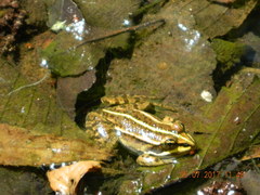 Pelophylax esculentus