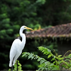 Ardea alba