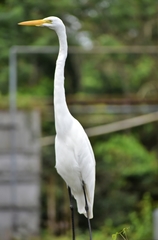 Ardea alba