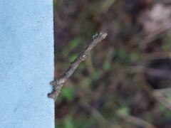 Peribatodes rhomboidaria