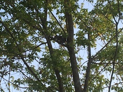 Sciurus carolinensis