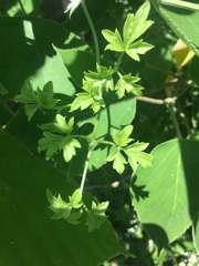 Clematis drummondii