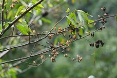 Alniphyllum pterospermum