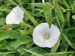 Calystegia sepium sepium