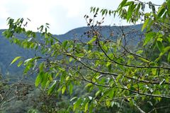 Alniphyllum pterospermum