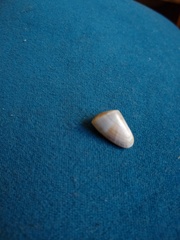 Donax hanleyanus