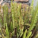 Nephrolepis cordifolia - Photo (c) pdeniston, μερικά δικαιώματα διατηρούνται (CC BY-NC)