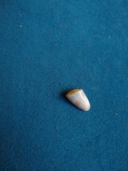 Donax hanleyanus