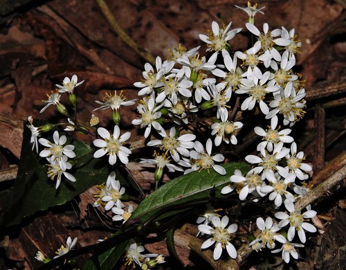 Dendrophorbium peregrinum, photograph 6