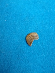 Glycymeris longior