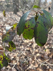 Mycosphaerella colorata