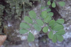 Hippocrepis emerus emerus