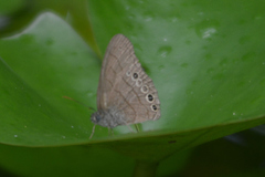 Hermeuptychia canthe