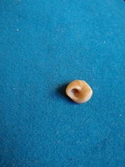 Tegula patagonica