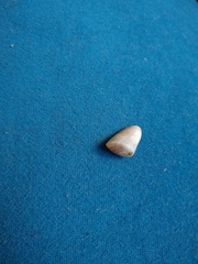 Donax hanleyanus