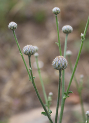 Centaurea scabiosa adpressa