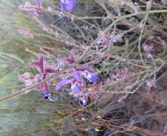 Salvia albicaulis