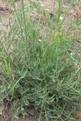 Centaurea scabiosa adpressa