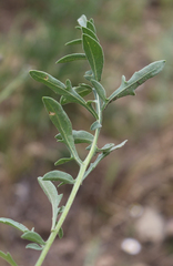 Centaurea scabiosa adpressa