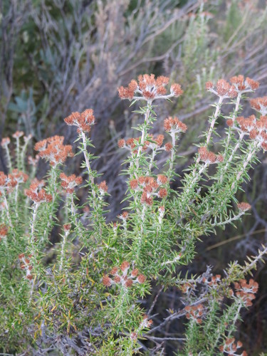 Image of Woolly Blombush (Metalasia dregeana) by (c) Tony Rebelo, some rights reserved (CC BY-SA)