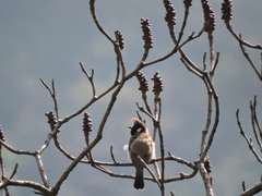 Pycnonotus leucogenys