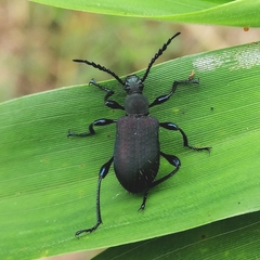Prostenus