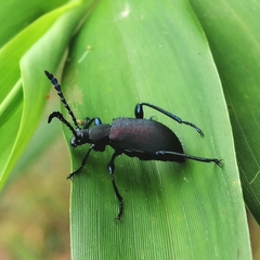 Prostenus