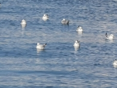 Chroicocephalus ridibundus