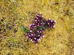 Gentianella cerina