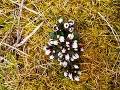 Gentianella cerina