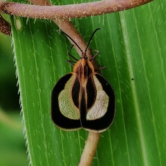 Eurypharsa nobilis