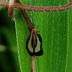 Eurypharsa nobilis