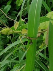 Eurypharsa nobilis