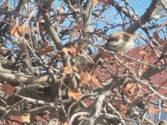 Passer domesticus