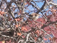Passer domesticus