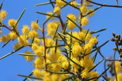 Acacia nyssophylla