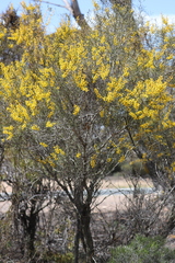Acacia nyssophylla