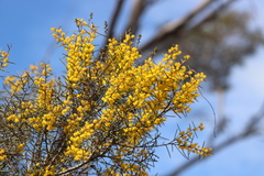 Acacia nyssophylla