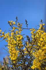 Acacia nyssophylla
