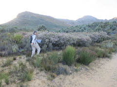 Erica verecunda