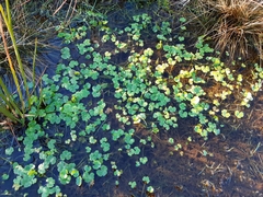 Ranunculus omiophyllus