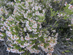 Erica verecunda