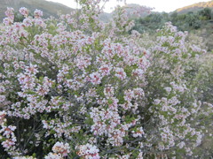 Erica verecunda