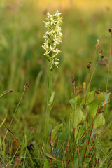 Platanthera bifolia