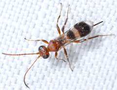 Gelis tenellus